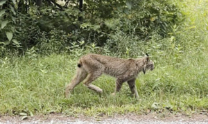 Canada Lynx Sighting in Vermont