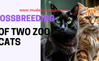 crossbreed of two zoo cats