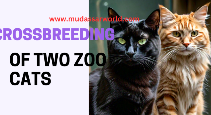 crossbreed of two zoo cats