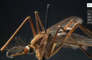 West Nile virus kills 2 in New Jersey as death toll across US rises to 5