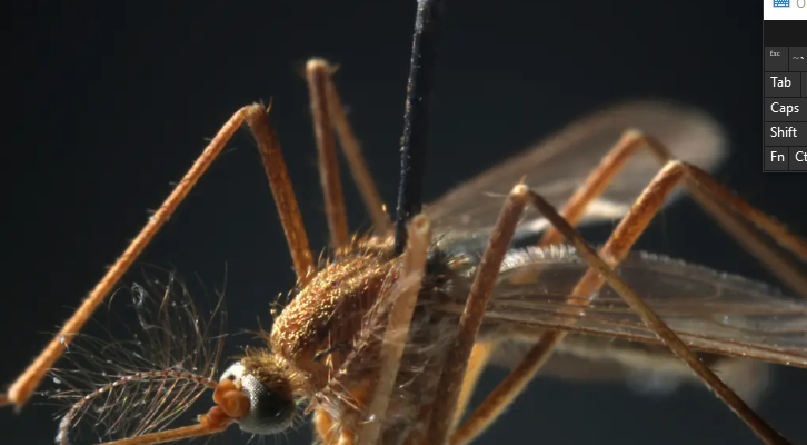 West Nile virus kills 2 in New Jersey as death toll across US rises to 5