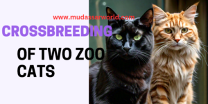 crossbreed of two zoo cats