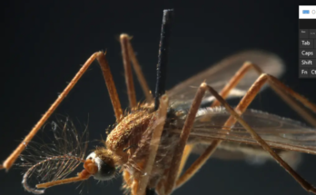 West Nile virus kills 2 in New Jersey as death toll across US rises to 5